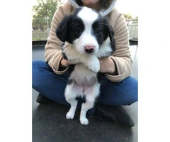 Nine (9) Border Collie puppies Available - 3