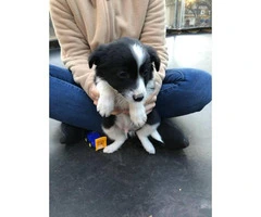 Nine (9) Border Collie puppies Available - 4