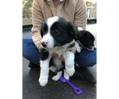 Nine (9) Border Collie puppies Available - 5