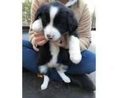 Nine (9) Border Collie puppies Available - 7