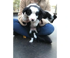 Nine (9) Border Collie puppies Available - 8