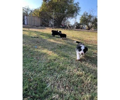 Nine (9) Border Collie puppies Available - 10