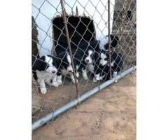 Nine (9) Border Collie puppies Available - 11