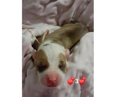 Pit bulls puppies for re-homing