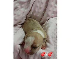 Pit bulls puppies for re-homing - 2