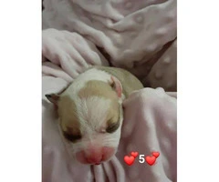 Pit bulls puppies for re-homing - 10