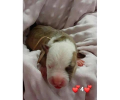 Pit bulls puppies for re-homing - 11