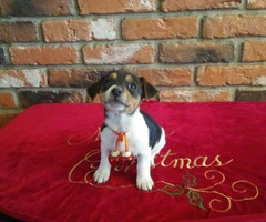 2 months old Jack Russell Terrier Puppies - 1