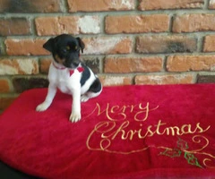 2 months old Jack Russell Terrier Puppies - 2