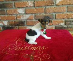 2 months old Jack Russell Terrier Puppies - 5