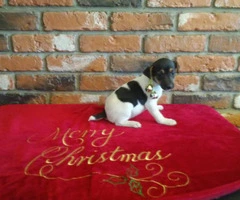 2 months old Jack Russell Terrier Puppies - 6