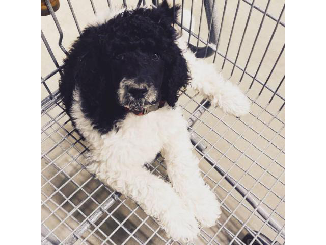 Nine week old black and white males Standard Poodles in Boulder