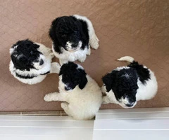 Nine week old black and white males Standard Poodles - 4