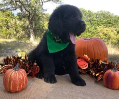 Adorable Newfoundland Puppies from Champion show bloodline