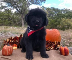 Adorable Newfoundland Puppies from Champion show bloodline - 4