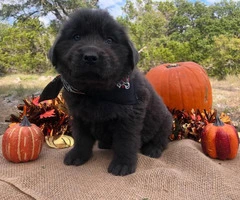 Adorable Newfoundland Puppies from Champion show bloodline - 5