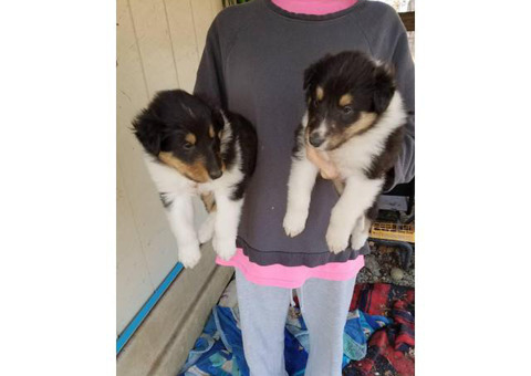 Akc's rough collie puppies for sale