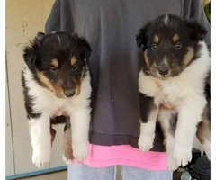 Akc's rough collie puppies for sale
