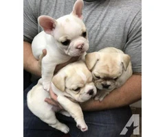 12 Weeks Old Perfect French Bulldog Puppies For Adoption