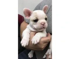 12 Weeks Old Perfect French Bulldog Puppies For Adoption - 2