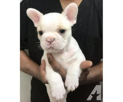 12 Weeks Old Perfect French Bulldog Puppies For Adoption - 3