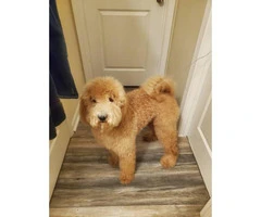 Rehoming 10 month old golden doodle puppy - 1