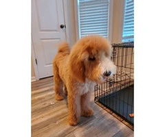 Rehoming 10 month old golden doodle puppy - 2