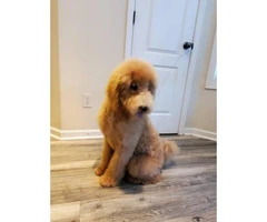 Rehoming 10 month old golden doodle puppy - 3
