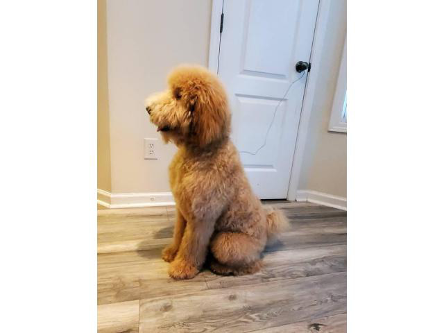 Rehoming 10 month old golden doodle puppy in Atlanta, Georgia - Puppies