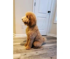 Rehoming 10 month old golden doodle puppy - 4
