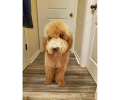 Rehoming 10 month old golden doodle puppy - 5