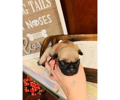 Adorable Pug Puppies Just in time for Christmas - 1