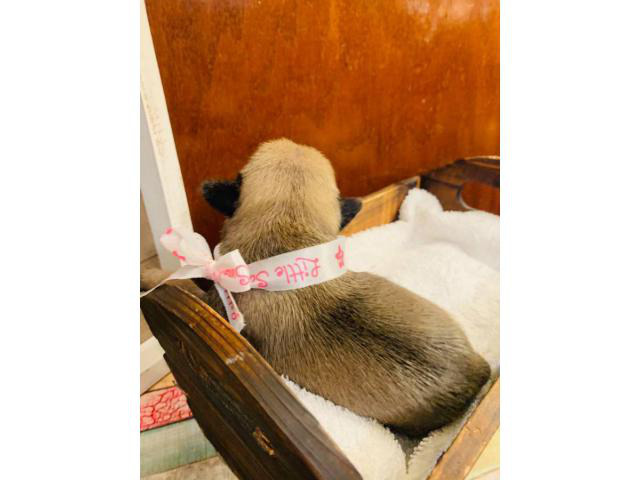 Adorable Pug Puppies Just in time for Christmas in Houston, Texas - Puppies for Sale Near Me