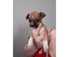 8 weeks old tiny chihuahua puppies - 2
