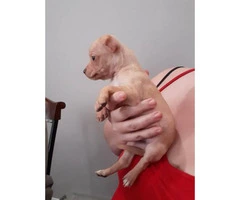 8 weeks old tiny chihuahua puppies - 4