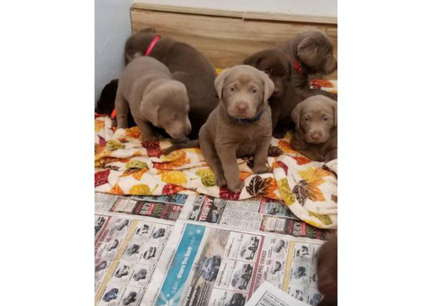 Lovely chocolate and silver AKC Lab puppies