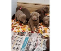 Lovely chocolate and silver AKC Lab puppies - 1
