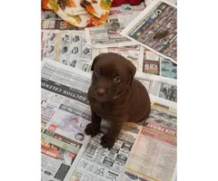 Lovely chocolate and silver AKC Lab puppies - 2
