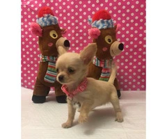 Longhaired Chihuahua female puppy - 6