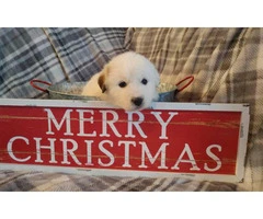 Litter of Great Pyrenees great presents for Christmas - 2