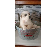Litter of Great Pyrenees great presents for Christmas - 4