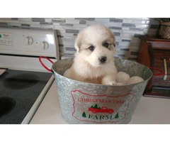 Litter of Great Pyrenees great presents for Christmas - 5