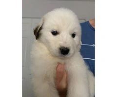 Litter of Great Pyrenees great presents for Christmas - 6