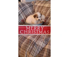 Litter of Great Pyrenees great presents for Christmas - 7