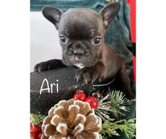 Frenchie puppies ready for Christmas - 2