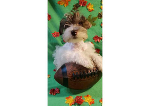 Miniature liver parti Schnauzer for Sale