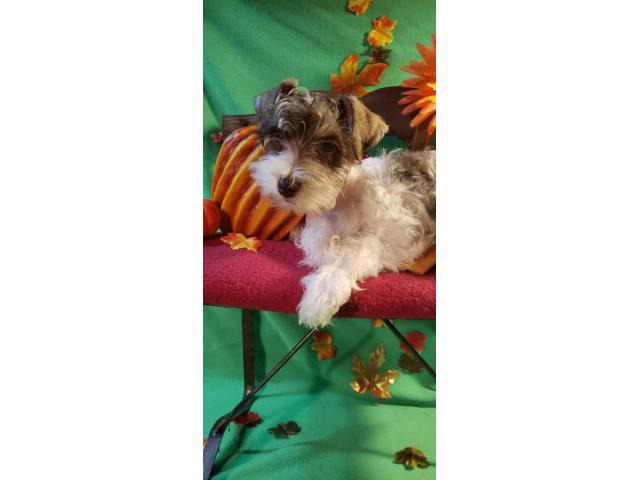 Miniature liver parti Schnauzer for Sale in Euless, Texas ...