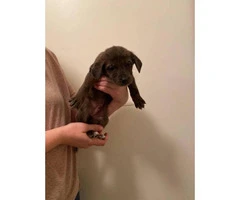 8 Catahoula puppies for Adoption - 6