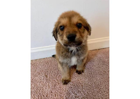 8 weeks old German Sheprador Puppies
