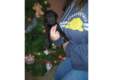 Purebred Lab Puppies 7 weeks old
